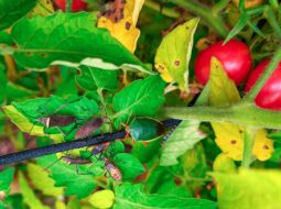 Pest Management