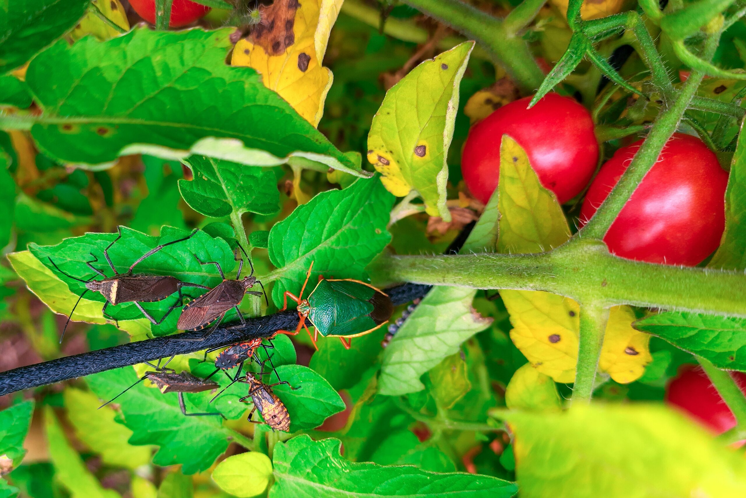 Pest Management