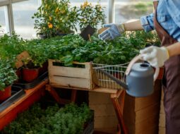 Micah Raskin: Apartment Gardening Tips