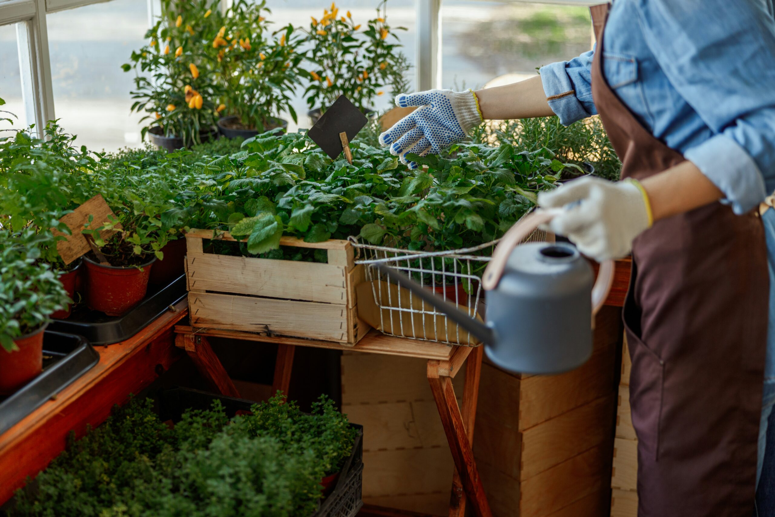 Micah Raskin: Apartment Gardening Tips