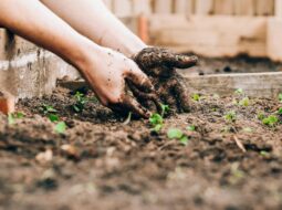 Gardening