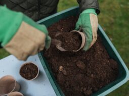 Healthy Soil