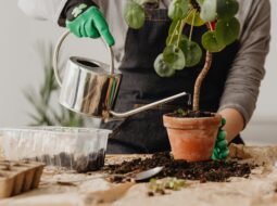 Watering Plants