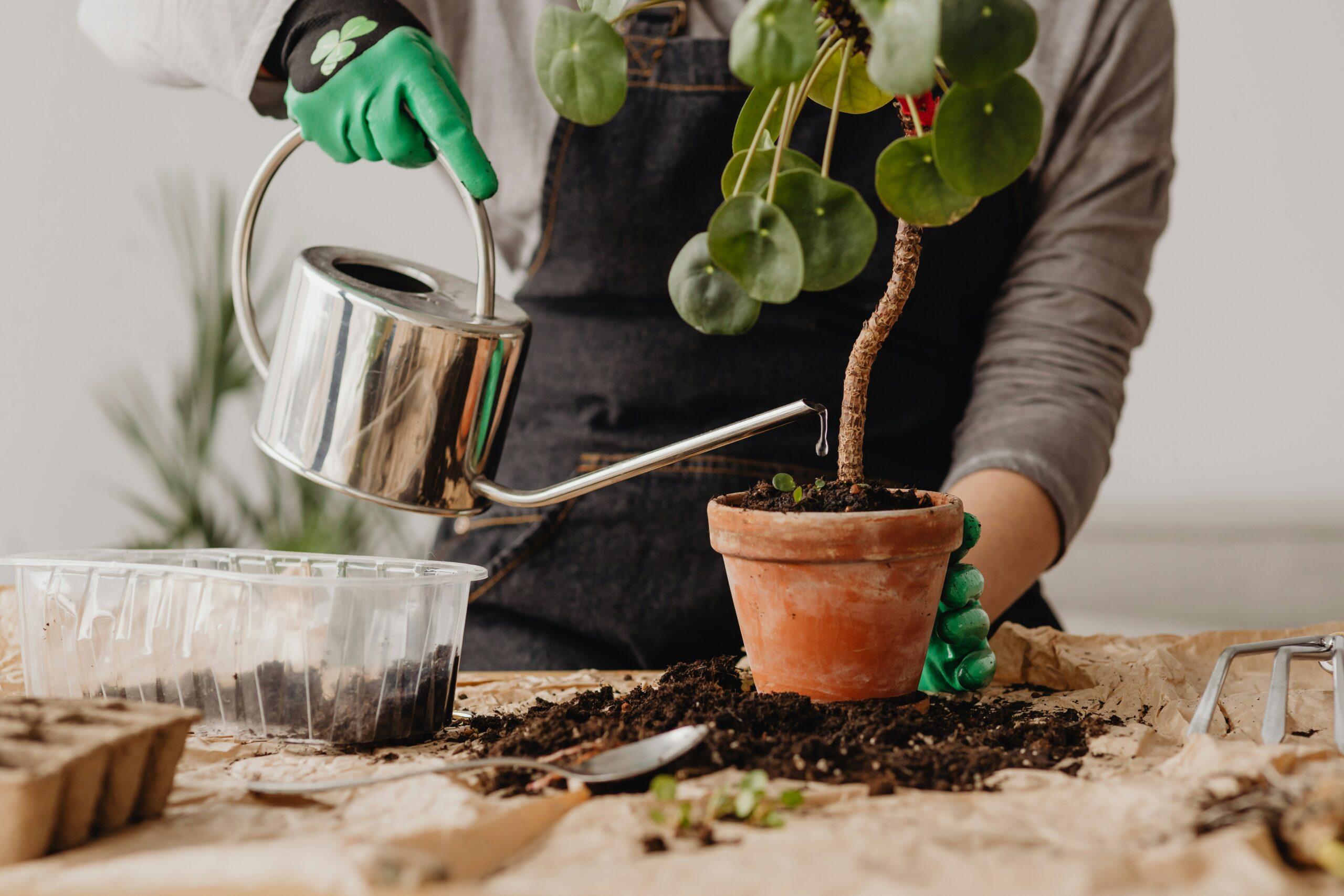 Watering Plants